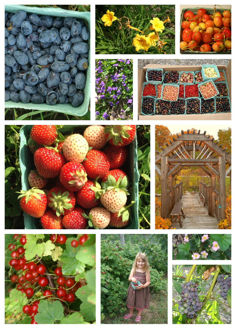 Collage of many fruits, plants, and items found throughout the Edible Forest