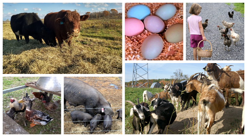 Collage of many animals found throughout Cross Island Farms