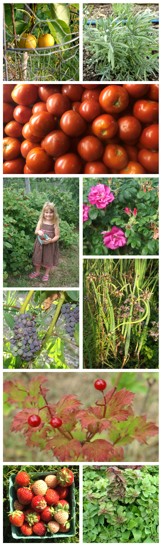 Collage of several produce and plant pictures