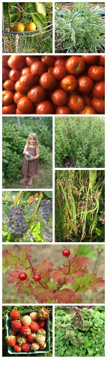 Collage of several produce and plant pictures