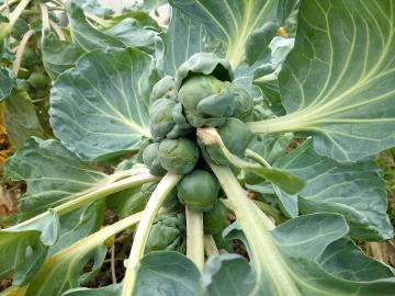 Brussels sprouts plant