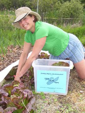 Dani Baker harvesting lettuce for schools